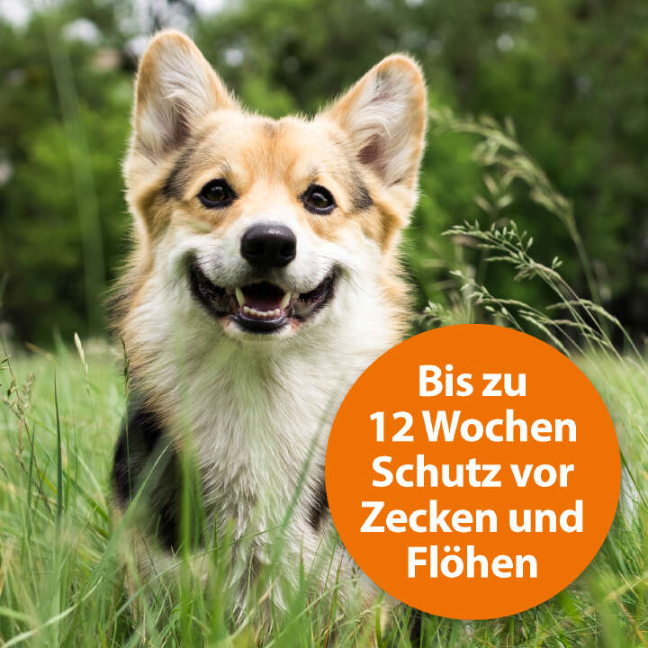 ARDAP Spot-On für kleine Hunde unter 10 kg